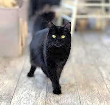 Photo of Elvira
