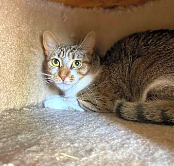 Photo of Hattie