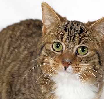 Photo of Cookie
