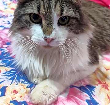 Photo of Odin