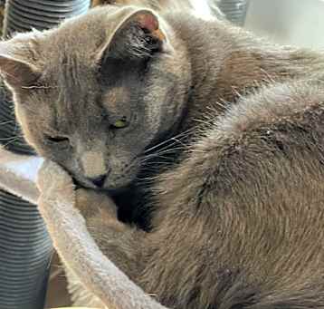 Photo of Finch - Shy
