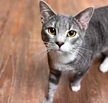 Photo of Dusty