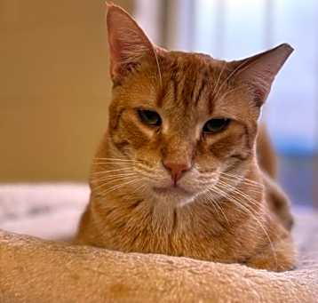Photo of OJ