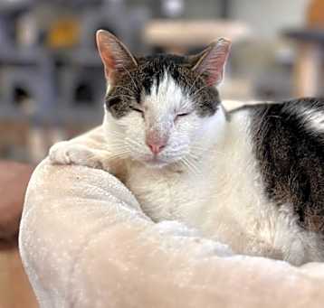 Photo of Ajax