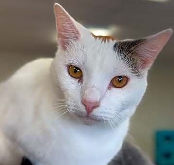 Photo of Snowball