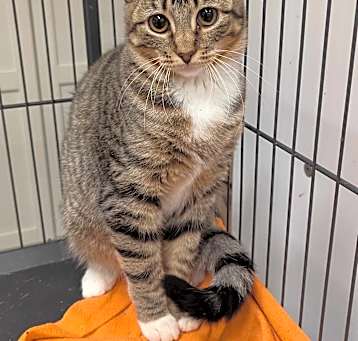 Photo of Minerva