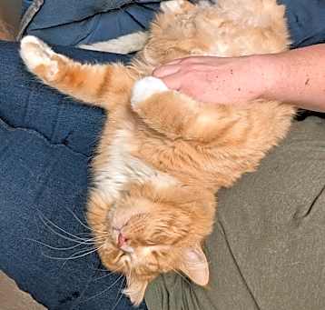 Photo of Dreamsicle