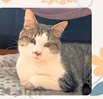 Photo of Eyegor - a blind ,affectionate and resilient boy!