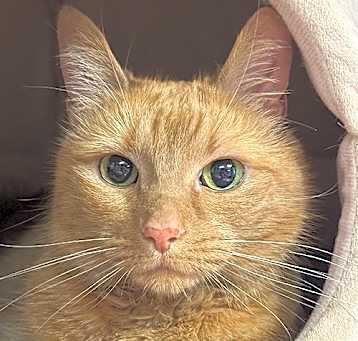 Photo of Cheeto