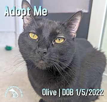 Photo of Olive