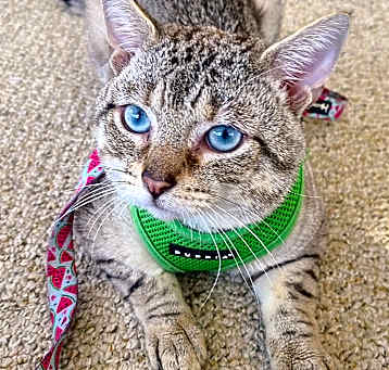 Photo of Clover-Adoption Pending