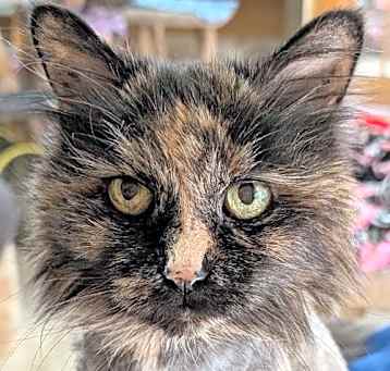 Photo of Mocha