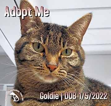 Photo of Goldie