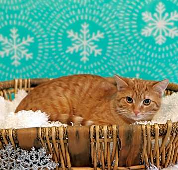 Photo of Ginger