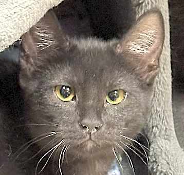 Photo of Makoa