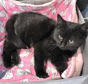 Photo of Truffle (kitten)