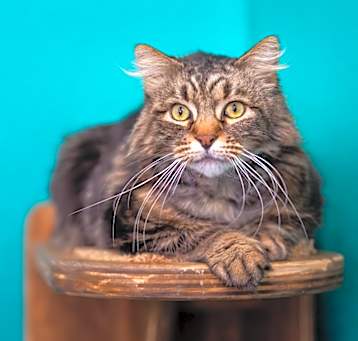 Photo of Chewy