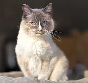 Photo of Mouse