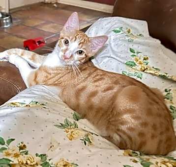Photo of Cherrio