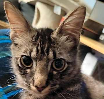 Photo of Mr.  Peepers