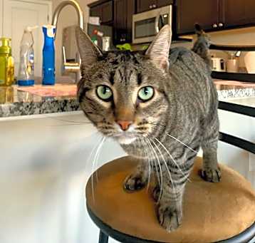 Photo of Astro