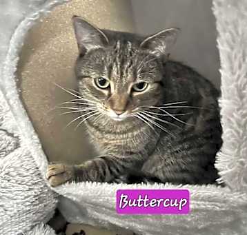 Photo of Buttercup