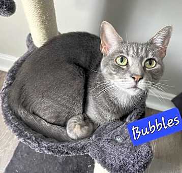 Photo of Bubbles