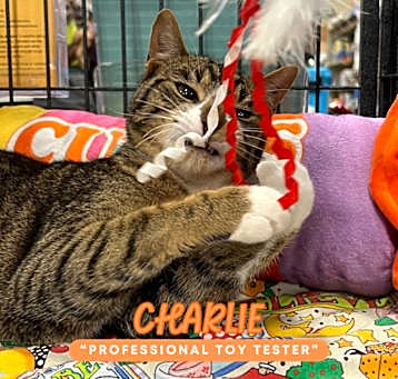 Photo of Charlie (In/Out)