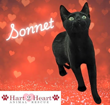 Photo of Sonnet