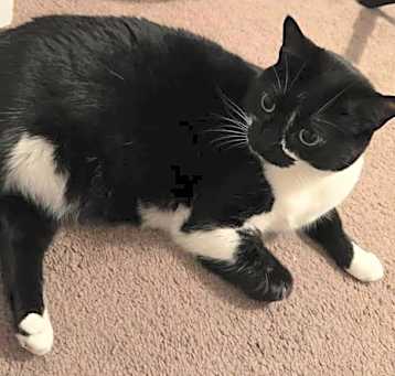 Photo of Luna