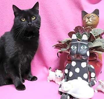 Photo of Zelda