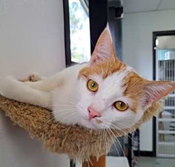 Photo of Herbie