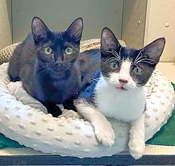 Photo of Paddy & Pan