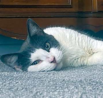 Photo of Patty Cat