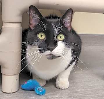 Photo of Fern - available for Foster to Adopt