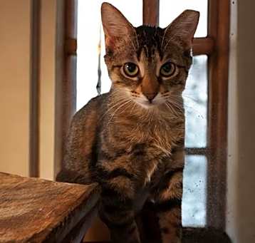Photo of Annie