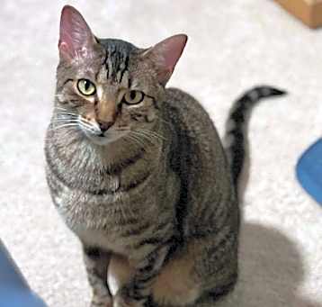 Photo of Romeo (& Juliet) - bonded