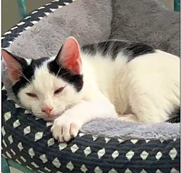 Photo of Patches