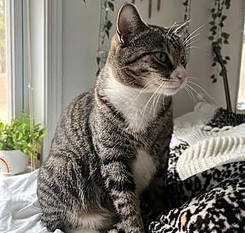Photo of Sage