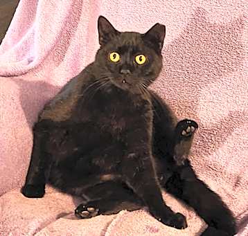 Photo of Onyx EJS
