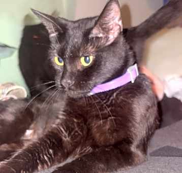 Photo of Luna