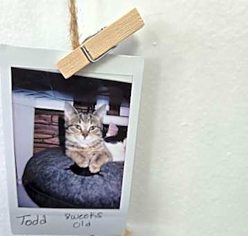 Photo of Todd