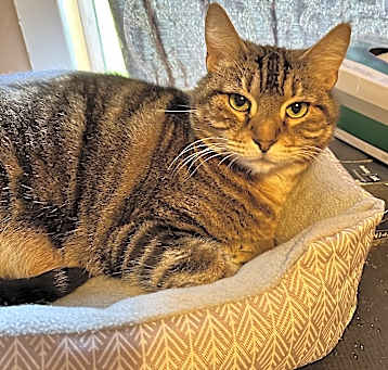 Photo of Baron