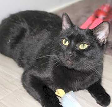Photo of Nova