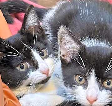 Photo of Dottie and Chip