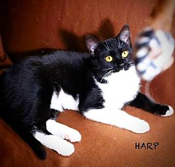 Photo of Harp