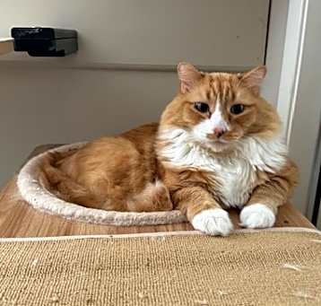 Photo of Nutmeg
