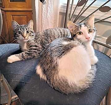 Photo of Sissy & Beau
