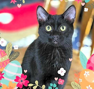 Photo of Sugar Ray ( aka Sugar )