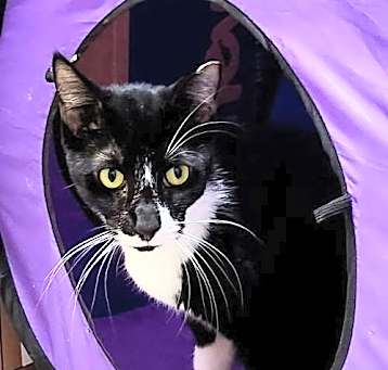 Photo of Oreo the Sweet Boy
